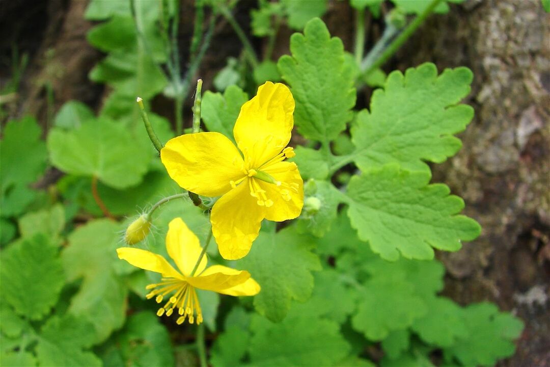 Χόρτο Celandine - μια αποτελεσματική λαϊκή θεραπεία για τους μύκητες των ποδιών